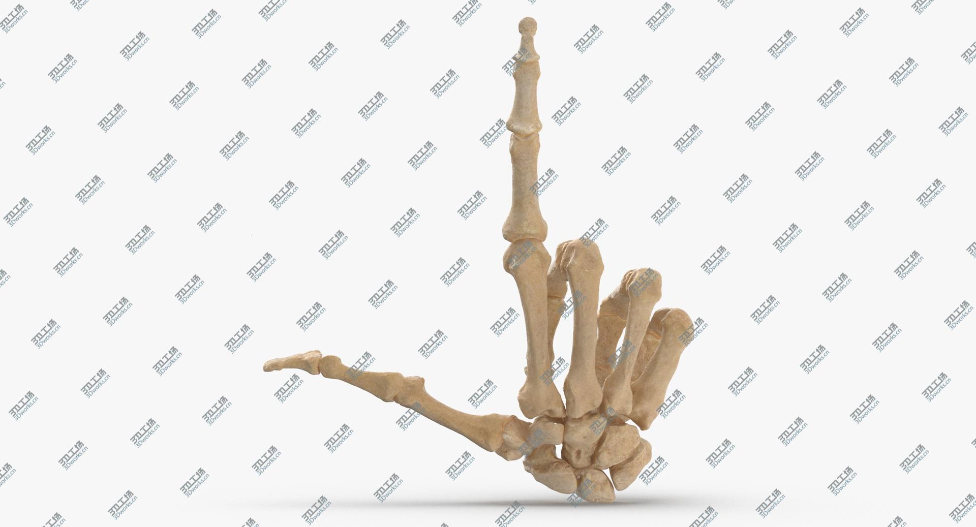 images/goods_img/2021040234/3D Real Human Hand Bones Loser Sign/5.jpg